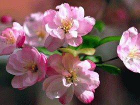 家里养海棠花不吉利?风水学里代表富贵会带来好运