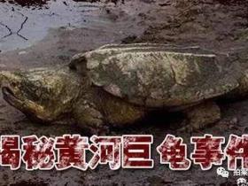 民间黄河巨龟事件的几个版本