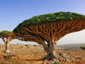 “龙之血液”龙血树平均树龄8000岁,流殷红的液体,长相像飞碟