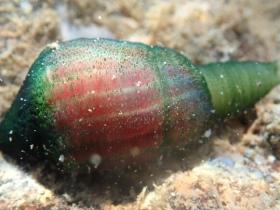 澳大利亚阴茎虫,即是美食又是生态工程师(图)