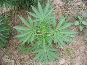 泰国成为亚洲首个大麻合法化国家(图)