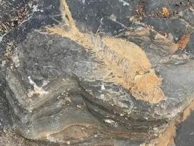 浙江距今1亿年前的白垩纪鱼化石被发现 骨头栩栩如生