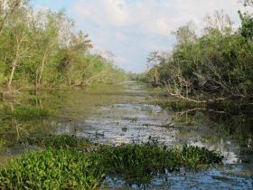 受女王诅咒的幽灵沼泽:曼查克沼泽