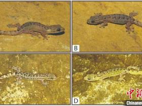 云南发现半叶趾虎属新品种 即:砚山半叶趾虎和思茅半叶趾虎