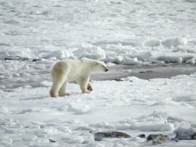 通过北极熊的进化对比 揭示全球变暖的轨迹