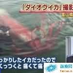 日本富山港湾惊现巨型乌贼: 长约4米
